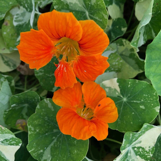 Nasturtium Mix Red Yellow Orange – Climbing Garden Flower Seeds