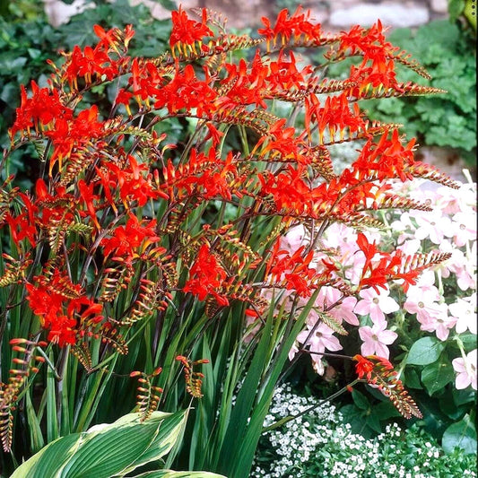 Crocosmia Lucifer – Colorful Garden Flower Seeds