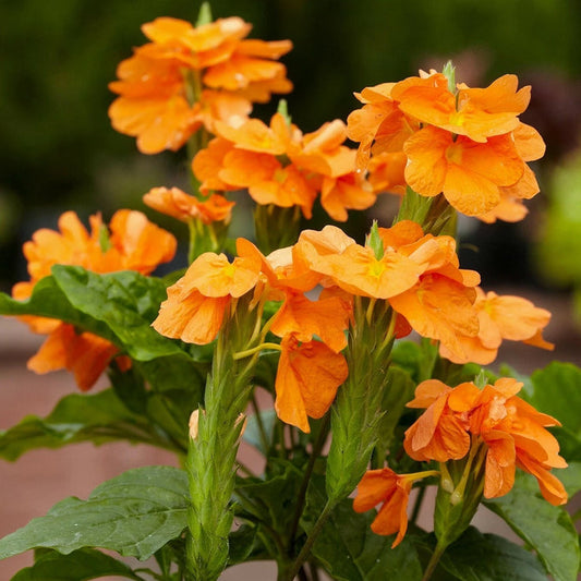 Orange Crossandra Crossandra Infundibuliformis – Perennial Flower Seeds