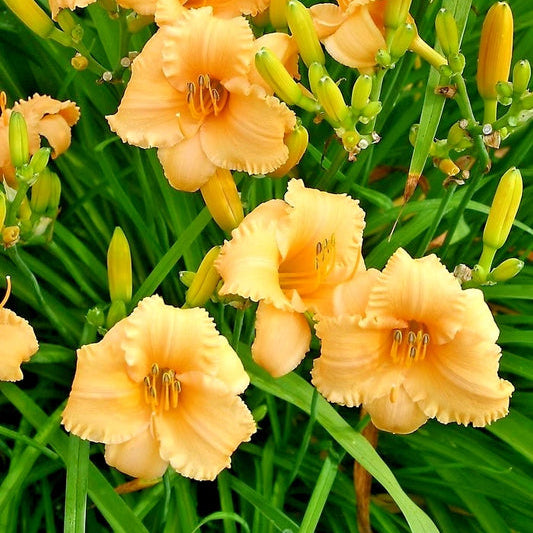 Apricot Sparkles Daylily Hemerocallis – Perennial Flower Seeds