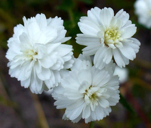 Yarrow Pearl Achillea Ptarmica – Hardy Garden Flower Seeds