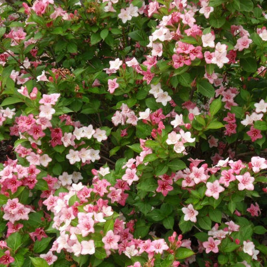 Weigela Florida – Hummingbird Attracting Shrub Seeds