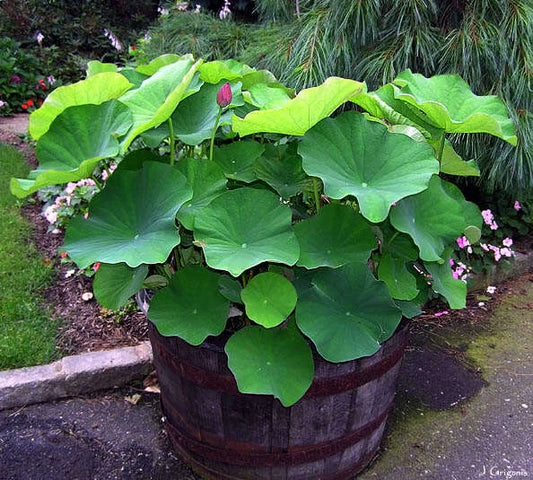 Nelumbo Nucifera Fun Aquatic Pink Lotus Seeds Category eg, Flower Seeds
