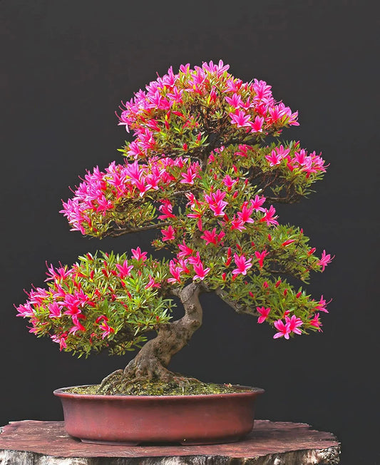 Royal Azalea Bonsai Tree – Rhododendron – Flowering Tree Seeds