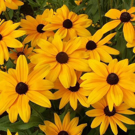 Indian Summer Black Eyed Susan – Hardy Wildflower Seeds