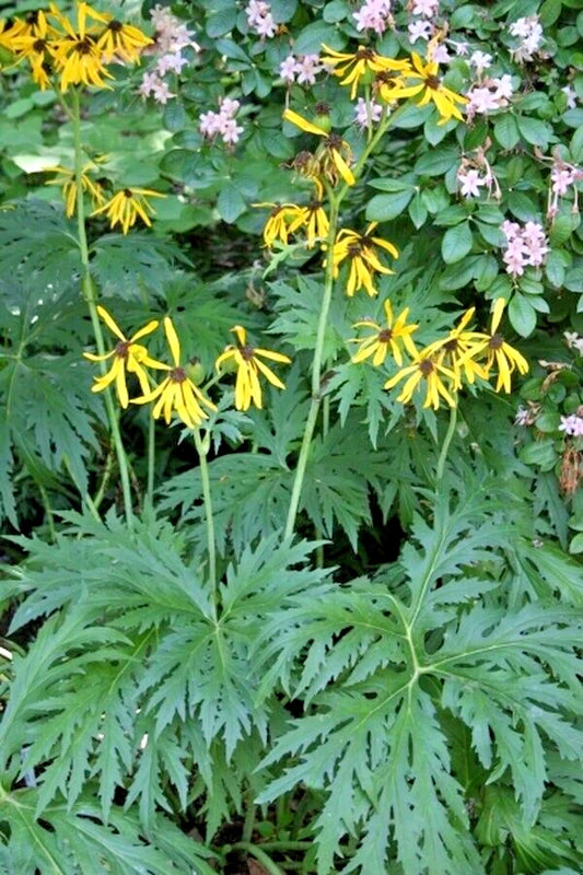 Chinese Dragon Ligularia Japonica – Perennial Flower Seeds
