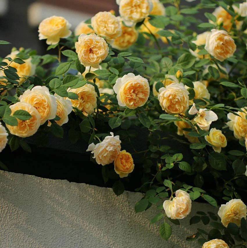 Rose Mix Color – Decorative Garden Flower Seeds