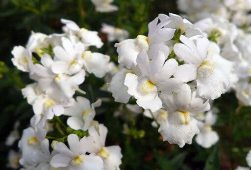 Nemesia Poetry Innocense White – Perennial Flower Seeds
