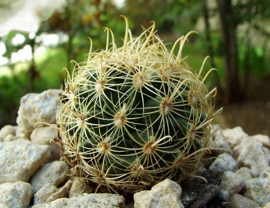 Sclerocactus Brevihamatus – Short Spined Fishhook Cactus Seeds