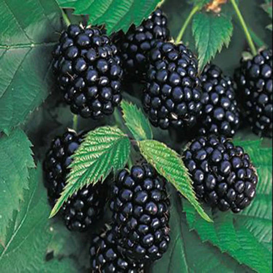 Black Mulberry Morus Nigra - Garden Fruit Seeds
