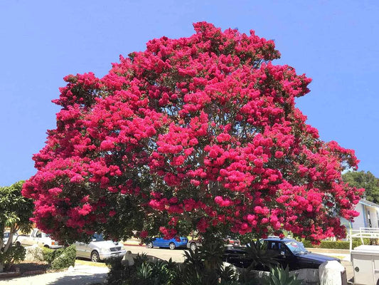 Crape Myrtle – Flower Seeds Perennial