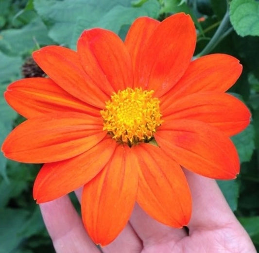 Mexican Sunflower Tithonia Rotundifolia – Colorful Herb Flower Seeds