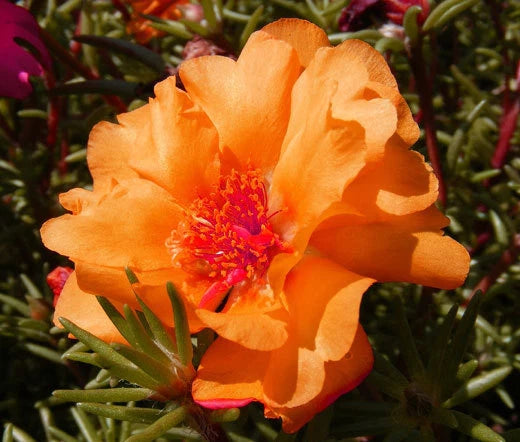 Moss Rose Portulaca Grandiflora – Orange Garden Flower Seeds