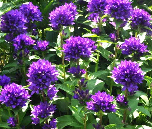 Bellflower Superba Campanula Glomerata – Hardy Garden Flower Seeds