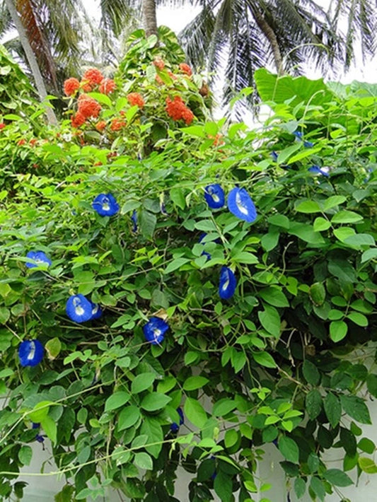 Butterfly Pea Clitoria Ternatea – Blue Climbing Flower Seeds