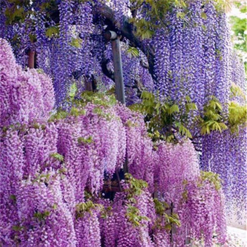 Chinese Wisteria – Dark Purple Climbing Flower Seeds