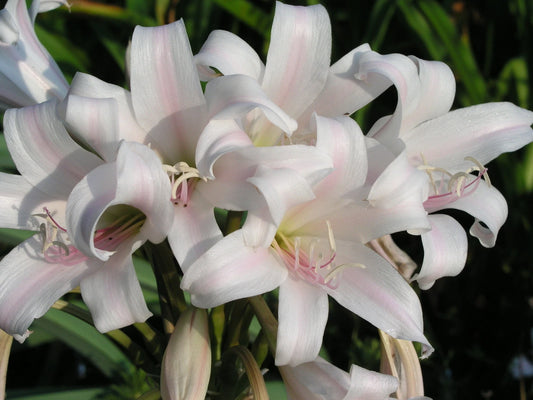 Crinum Lily Goweni – Garden Flower Seeds