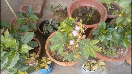 Mimosa Pudica Seeds The Sensitive Plant Touch Me Not Herb Tickle It – Garden Flower Seeds
