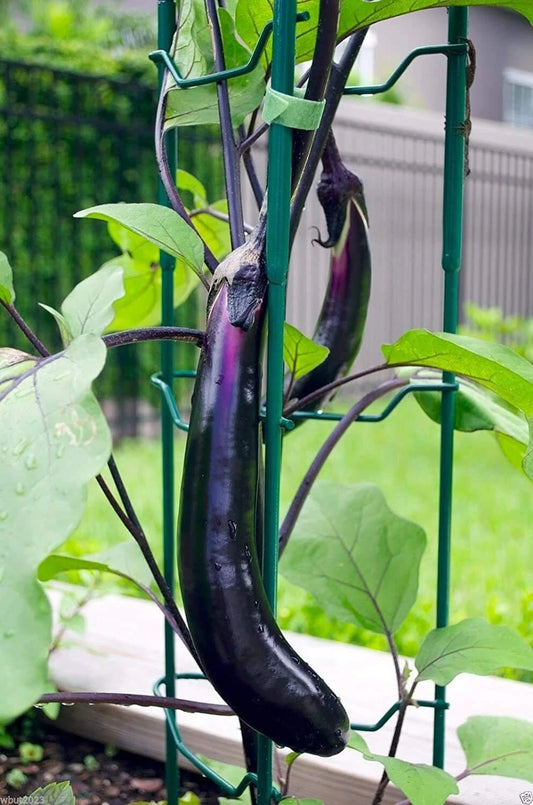 Long Purple Eggplant Seeds for Planting Non-GMO Exotic Heirloom Vegetables