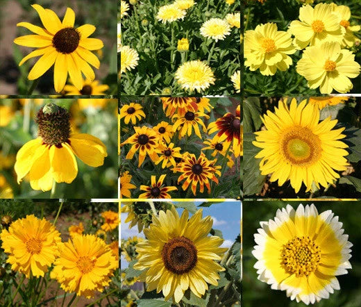Wildflower Mix Yellow – Colorful Garden Flower Seeds
