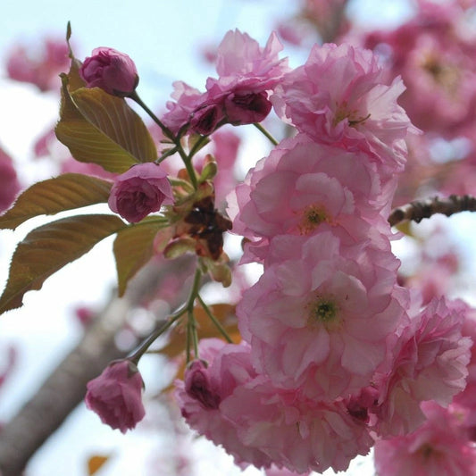 Japanese Cherry Blossom Prunus Serrulata Flowering Ornamental Tree Seeds