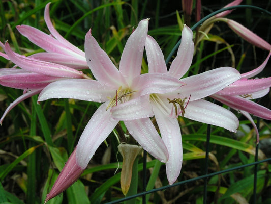 Crinum Lily Jubilee Large Blooming-size Bulb New Very Fragrant -