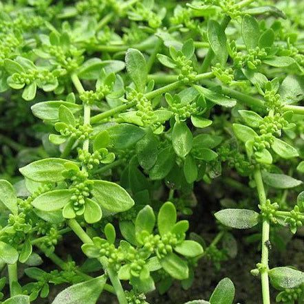Green Carpet Herniaria Glabra – Hardy Ground Cover Seeds