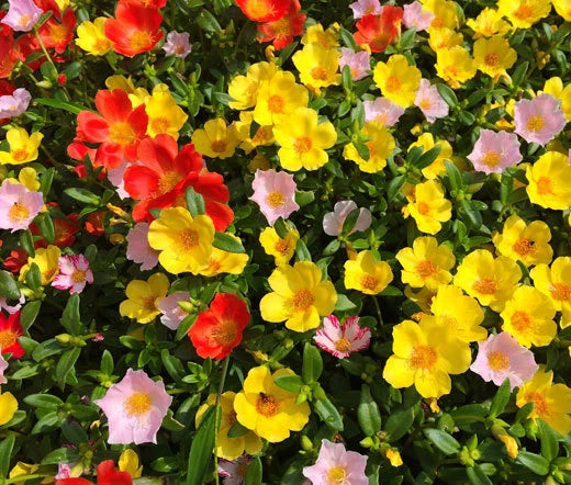 Moss Rose Mix Portulaca Grandiflora – Colorful Perennial Flower Seeds