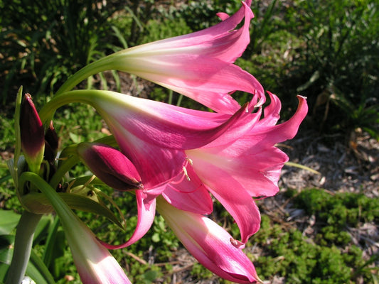 Crinum Lily Kenya King – Large Flowering Bulb Seeds