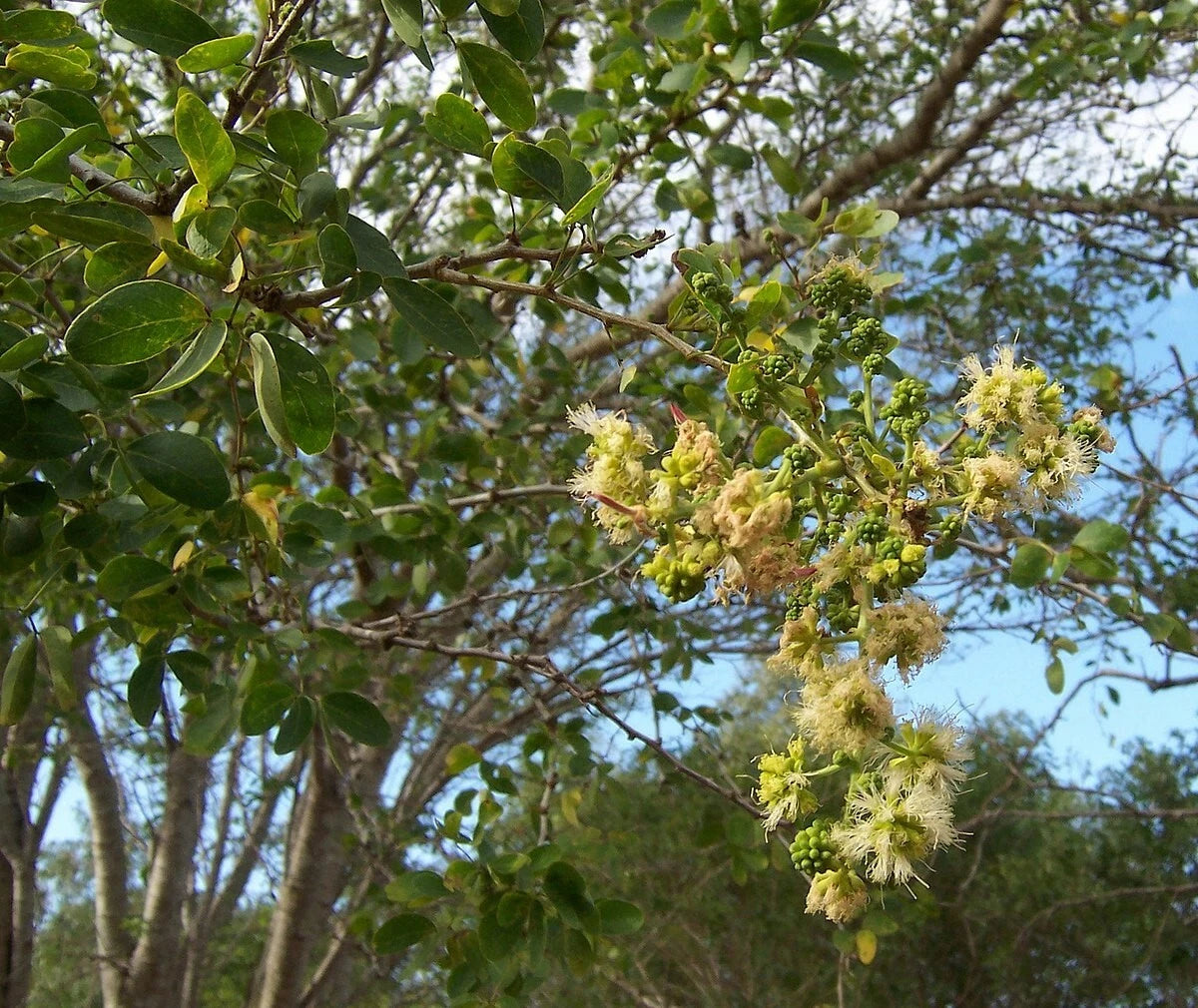 Pithecellobium Dulce – Manila Tamarind Tree Seeds