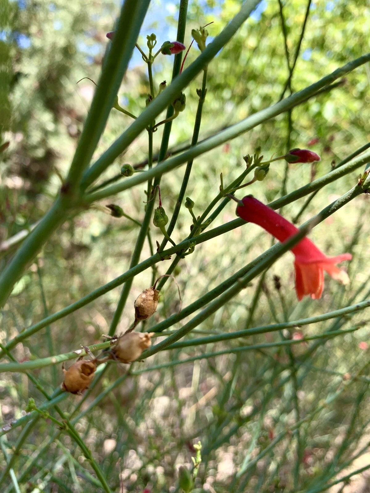 Gambelia Juncea Baja Bush – Hardy Snapdragon Flower Seeds