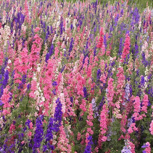 Imperial Mixed Rocket Larkspur – Colorful Garden Flower Seeds