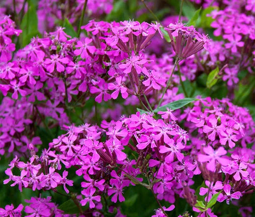 Catchfly Silene Armeria – Non So Pretty Garden Flower Seeds