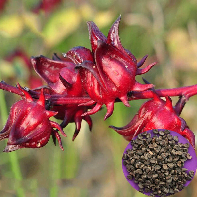 Xroselle Seedshibiscus Sabdariffajamaican – Garden Fruit Seeds