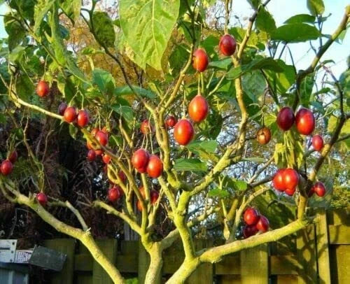 Tomato Tree Seeds For Planting Tamarillo Cyphomandra Betacea – Hardy Fruit Tree Seeds Product Image – High Quality Seeds for Gardeners