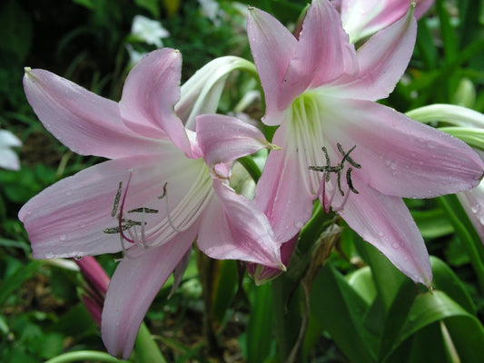 Crinum Lily Walter – Garden Flower Seeds