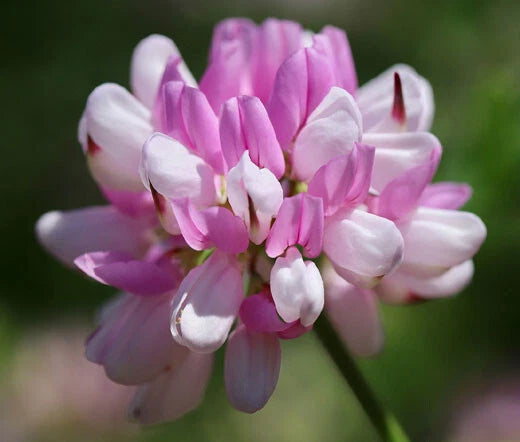 Crown Vetch Coronilla Varia – Perennial Flower Seeds