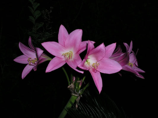 Crinum Lily Eagle – Garden Flower Seeds