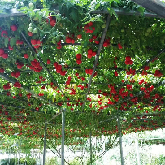 Giant Tree Tomato – Heirloom Vegetable Seeds