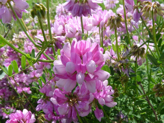 Coronilla Varia Crown Vetch – Hardy Ground Cover Vine Seeds