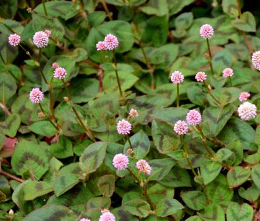 Knotweed Polygonum Capitatum – Pink Punching Balls Garden Seeds