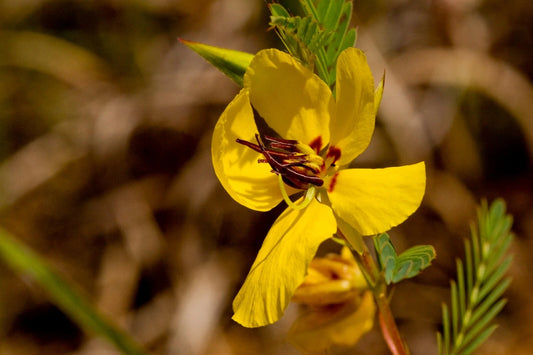 Partridge Pea Chamaecrista Fasciculata – Wildflower Garden Seeds