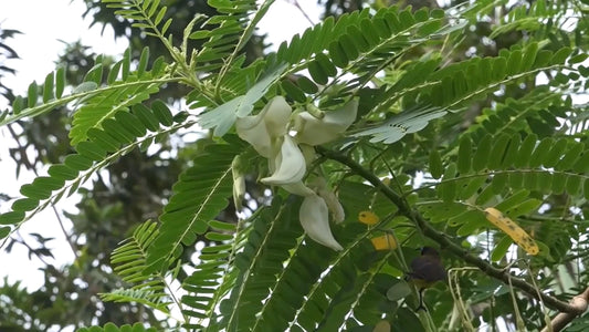 Sesbania Grandiflora – White Hummingbird Tree Seeds