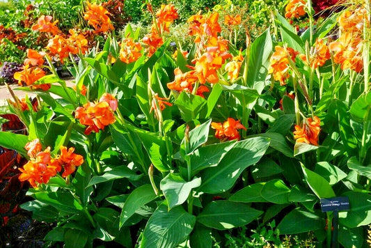 Orange Shades Canna – Colorful Garden Flower Seeds