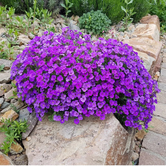 Rock Cress Aubrieta Cultorum – Rockery Ground Cover Flower Seeds