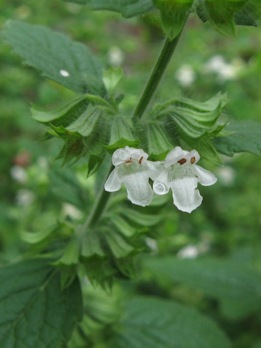 Lemon Balm Melissa Officinalis – Fragrant Herb Seeds