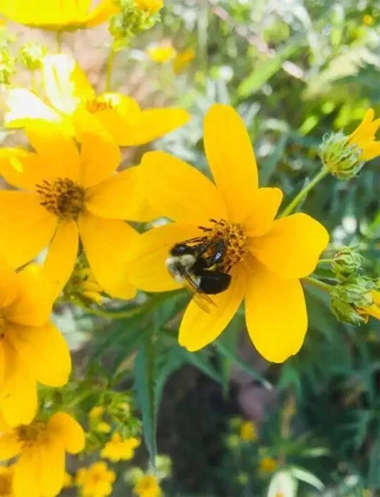 Yellow Swamp Marigold Bidens Aristosa Mutica – Colorful Flower Seeds