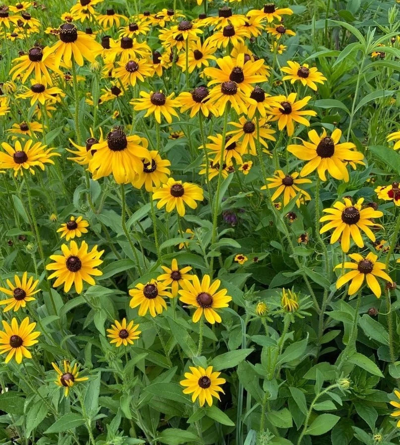Black Eyed Susan – Colorful Garden Flower Seeds