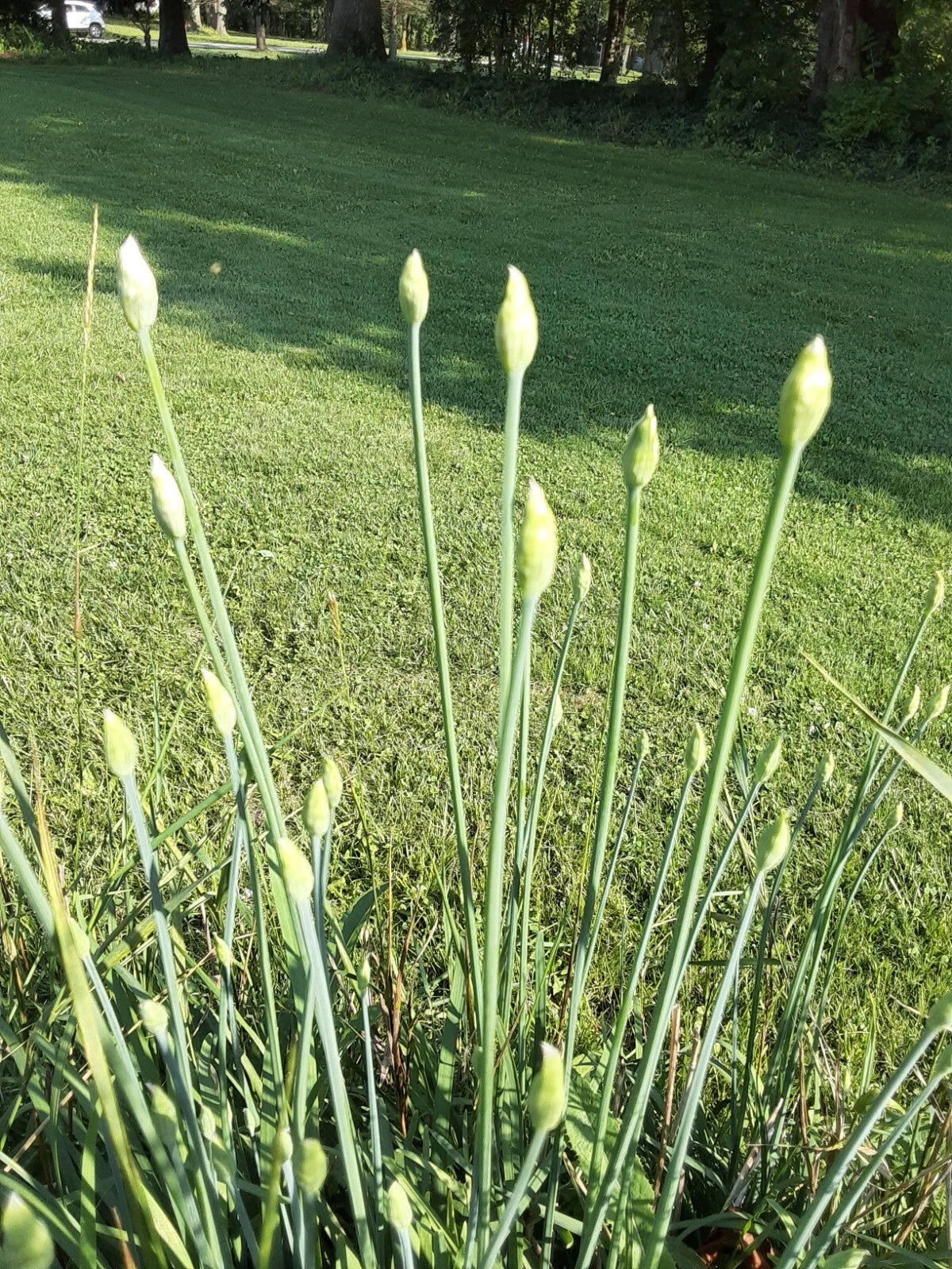 Garlic Chive Allium Tuberosum – Culinary Herb Seeds
