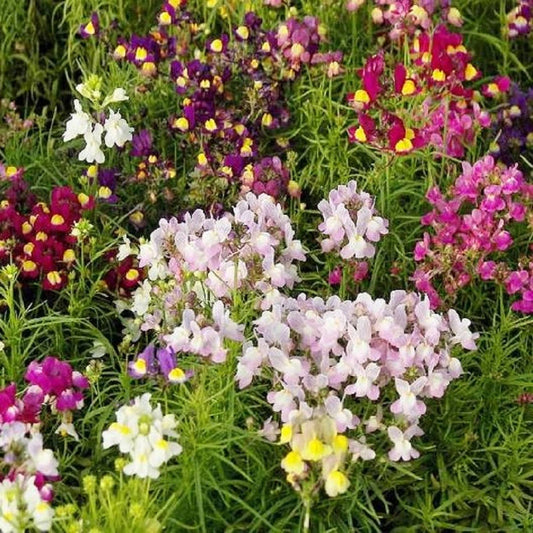 Spurred Snapdragon Flower Seeds Bulk – Flower Seeds Perennial